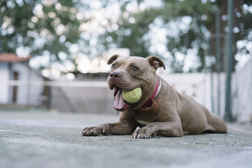 Dog playing with ball outdoors