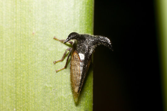 Macro of insect Leaf Cicada or Strang treehoppe on green leaf at night.