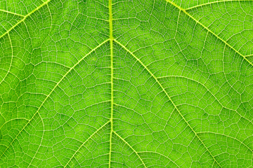 green pumpkin leaves texture - background