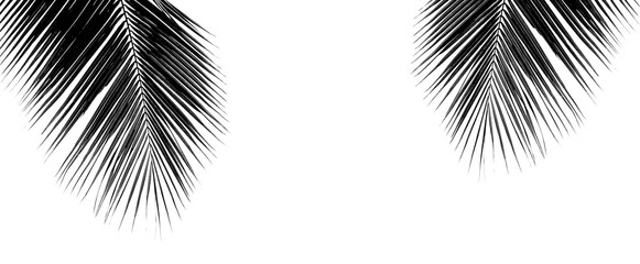 Obraz premium black palm coconut leaf isolated on white background