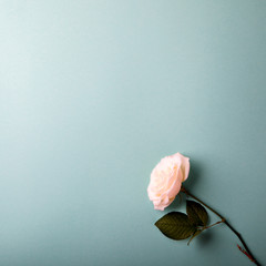 Flower White Rose on a Color Background  Holiday Natural Gift Flat Lay Top View Copy space for Text Toned image