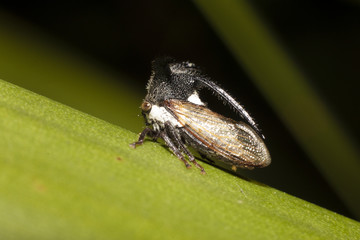 Macro of insect Leaf Cicada or Strang treehoppe on green leaf at night.