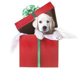 Christmas puppy