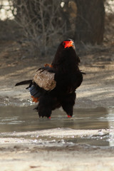 The bateleur (Terathopius ecaudatus) is watching surroundings during drinking from waterhole and bathing
