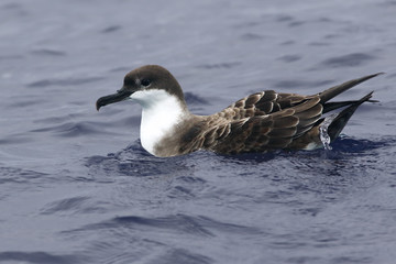 The Manx shearwater (Puffinus puffinus) floating in the ocean
