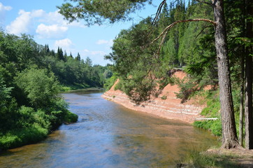 Forest river on a sunny day