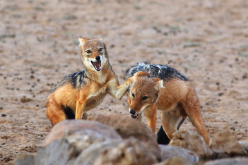 The pair of black-backed jackal (Canis mesomelas) is fighting close to waterhole. Predator in action with open mouth in the evening.