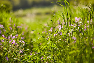 summer meadow with flowers