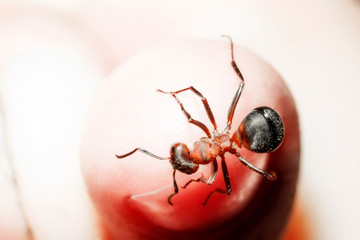 The ant is close-up.