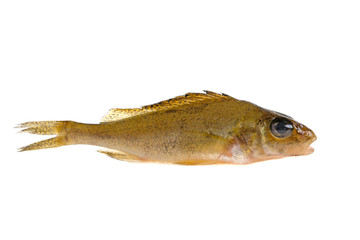 Obraz premium live fish perch on white background