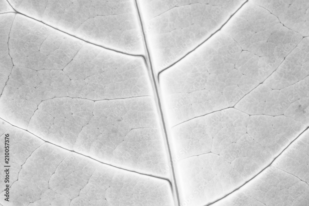 Wall mural white texture of big leaf close up reflecting patterns in nature. plant, macro organism concept