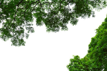 beautiful tree branch and green leaf isolated on white background