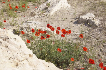 Red poppy flowers grown on the beach