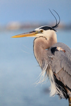 Great Blue Heron NWF