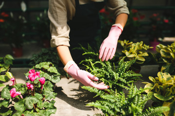 Close up woman hands in pink gloves caring about flowers and plants in greenhouse