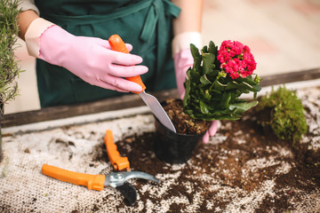 Close up photo of woman hands in pink gloves using little garden shovel while planting pretty...