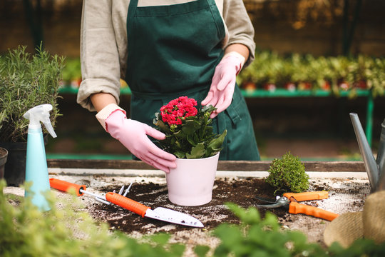 Close up woman hands in pink gloves planting a flower in pot while working in greenhouse