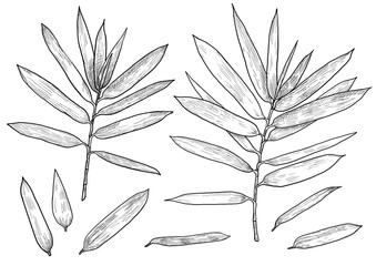 Naklejka premium Bamboo branch, leaf illustration, drawing, engraving, ink, line art, vector