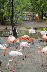 Flamingos in Moscow zoo