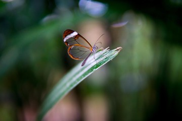 Schmetterling durchsichtig