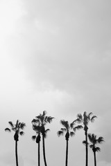Palmen in schwaz wei&szlig;