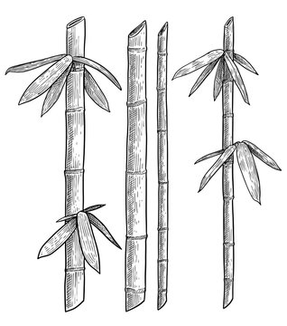 Bamboo branch, leaf illustration, drawing, engraving, ink, line art, vector