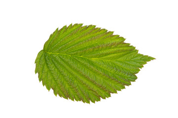 green raspberry leaf on white background