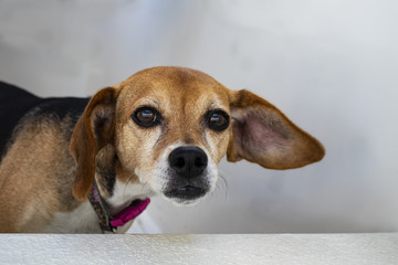 Floppy eared dog with one ear flopped out - selective focus