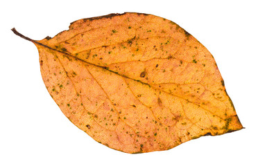 Obraz premium fallen leaf of poplar tree isolated on white