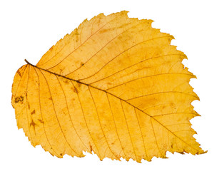 yellow autumn leaf of elm tree isolated