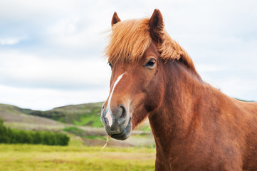 Portrait of brown icelandic horse on nature background