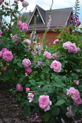 Wooden house in rose garden