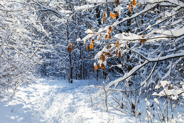 frozen maple leaves over path in snowy forest