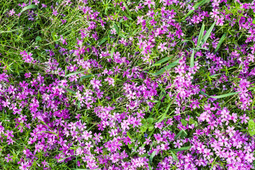 Obraz premium pink flowers of phlox subulata on green lawn