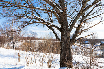 Fototapeta premium view of old birch in sunny winter day in village