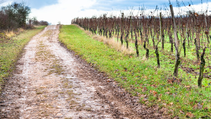 dirty road along vineyard in Alsace in winter