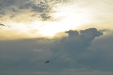 Black bird flying with sunset background