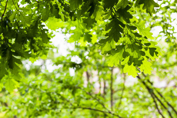 Fototapeta na wymiar oak twigs with green leaves in forest in summer