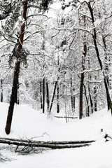 ravine in winter forest of urban park