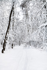 snow-covered path in urban park in winter