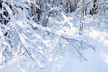 snow-covered bush in forest in sunny winter day