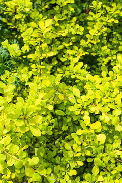 leaves of yellow Thunbergs Barberry plant