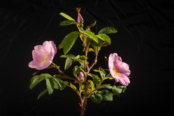 Rosa Acicularis - Isolated on Black