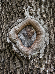 Hole in the bark of a tree close up