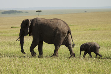 Fototapeta na wymiar Young Elephant following Mom