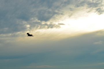 Fototapeta na wymiar Black bird flying with sunset background