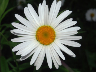 Obraz premium Chamomile flower. White petal. The background of the photo is blurred.