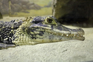 Crocodile close up