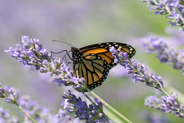 Butterfly in a lavender plant