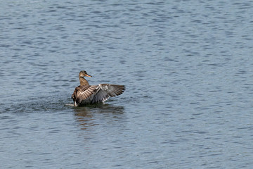 Female mallard duck bathing in lake water